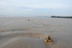 a small bird sitting on the sand photo