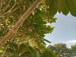 a view of the sky from the ground looking up at a tree photo
