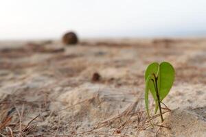 a small plant growing in the sand photo