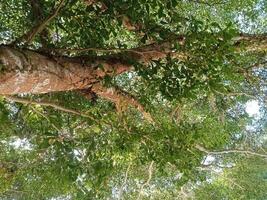 a tree with many leaves and branches in the forest photo