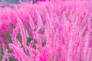 Pink flower blossom on field.selective focus, Beautiful growing and flowers on meadow blooming in sunset background photo