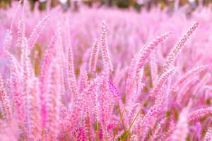 Pink flower blossom on field.selective focus, Beautiful growing and flowers on meadow blooming in sunset background photo