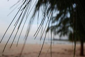 a beach with a pine tree in the background photo