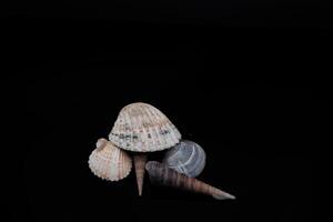 beautiful shells on a black background with the light painting technique in the photography studio photo
