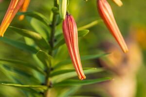 when you can see the spots the Tiger Lily is getting ready to open up photo