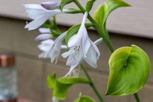 several white and lavender Hosta blooms in the Hosta Garden this season photo