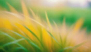abstract blurred green and yellow grass . soft elegant Nature background with delicate grane and soft lighting. for design, wallpaper, branding, presentations, promotional materials. High quality photo. photo
