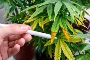 Close up hand holding a pen points to the wilting leaves and leaf blight of a cannabis plant in pot showing issues agricultural problems and problems of cannabis at the modern greenhouse. photo
