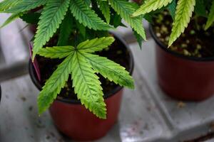 Top view of a cannabis plant in a pot reveals wilting and yellowing leaves indicating potential issues with watering, nutrients, or pests at modern greenhouse indoor. photo