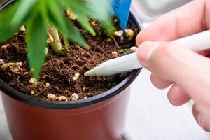 Hand holding a pen points towards the fertilizer pellets and soil in a cannabis or marijuana pot showing issues agricultural problems and problems of cannabis at the greenhouse. photo