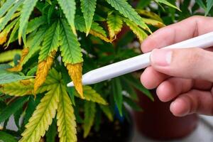 Scientist's hand holding a pen points to the wilting leaves and leaf blight of a cannabis plant in pot showing issues agricultural problems and problems of cannabis at the modern greenhouse. photo