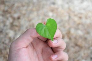 Hand holding a heart-shaped leaf It tells about care for heart disease and the environment on beautiful blurred backgroun for concept of environment and sustainability,medical concept for heart. photo