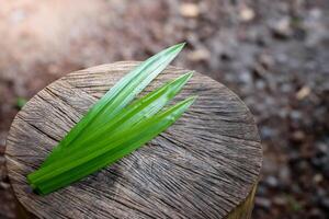 Pandan Leaves and Fragrant Pandan put on large log with a beautiful pattern in blurred background and soft sunlight concept of vegetables and herbs for food and healthy. photo