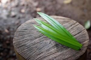 Pandan leaves put on large log with a beautiful pattern in blurred background and soft sunlight concept of vegetables and herbs for food and healthy. photo