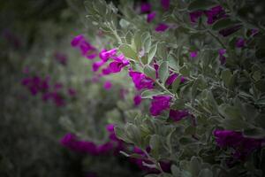 Purple flower or Eremophila nivea with a bee perched on the flower in perspective view with vignetting. photo