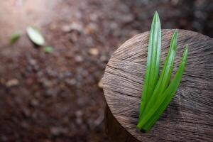 Three pandan leaves and fragrant Pandan put on large log with a beautiful pattern in blurred background and soft sunlight concept of vegetables and herbs for food and healthy. photo