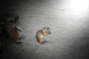 Prairie dog is eating alone and is separated from the group on gray and soft sunlight background. photo