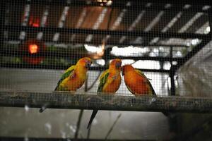 A group of parrots talking and having fun perching on a branch in a cage at the zoo on a vintage tone background and orange lights blurred background. photo