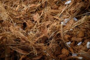 Coco husk or cocopeat and white granular fertilizer for use as fertilizer for trees and vegetable in close-up focus background. photo