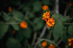 Lantana camara flowers or Orange flowers in leaves green on a vintage tone background. photo