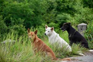 A group of dogs is sitting on the roadside and staring at the camera on the background of green blurred grass and forest. photo
