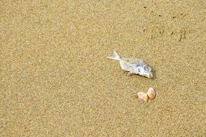 Dead and rotting fish and sea shells on a beautiful sandy beach hint at marine environmental problems such as trash and polluted water. photo