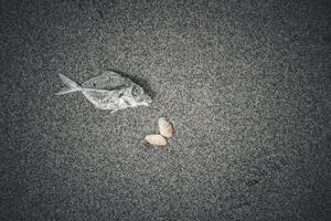The top-view of fish carcasses and sea shells on the sand at the beach represents marine environmental problems such as garbage and polluted water in black dark tone background. photo