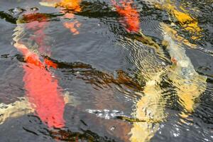 Beautiful water surface and waves with several koi fish swimming underwater in a pond at a Japanese style garden. Colorful fish in a pond for garden decoration and design ideas. photo