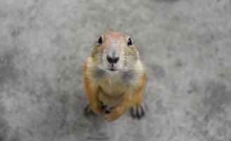 Prairie dogs standing on the ground and looking up at the camera and close-up at zoo in blurred gray background. photo
