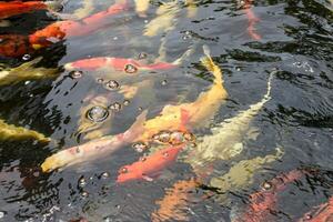Koi fish or Fancy carp fish Swimming in a pond with beautiful surface waves used for designing or decorating Japanese-style gardens. Colorful fish are swimming in the water. photo