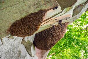 Two large honeycomb or beehives perched on a beautiful rock cliff cave with worker bees perched on the nest in an Asian forest. The surface of the honeycomb and its appearance are astonishing. photo