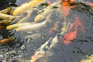 Fancy carp or Mirror carp called koi fish they are beautiful in the water in the pond in the Japanese style garden for garden decoration and design ideas. photo