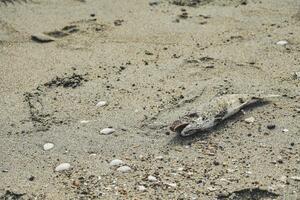 The surface of the sand with decomposing fish corpses and shell fragments on the beach indicates a problem with the marine environment. photo