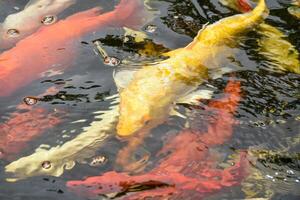 Close-up of koi fish swimming in a pond with beautiful waves and colorful fish in a pond in a Japanese style garden. Yellow and Orange fish in the lake. photo