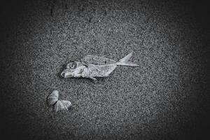 Close-up sea shells and dead fish on the sand represent marine garbage and sewage problems for marine environmental issues concept in dark black tone background. photo