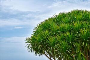 The green tree tops against a beautiful blue sky background on a sunny day. The surface of the tree is a copy space on the right photo. photo