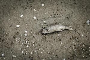 The top-view of rotting and dead fish carcasses on the sand indicate marine environmental problems such as garbage in a vintage tone background. photo