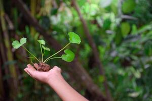 Young gotu kola plant or centella asiatica sapling with fertilizer soil in farmer's hands on green forest blur background for medical and health care herbs concept. photo
