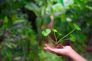 Centella asiatica plant or gotu kola sapling with fertilizer soil on man hand against green forest blurred background for concept of herbs for health care and environmental conservation. photo