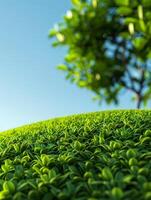 Close Up Of Lush Green Foliage With Blurred Background Of Tree And Sky. photo