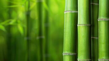 Lush Green Bamboo Close Up With Blurred Background - Natural Texture. photo