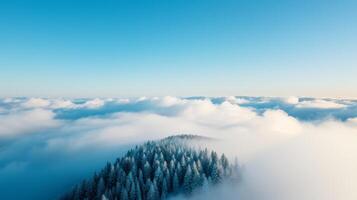 Snowy Pine Forest Emerging From Mist and Blue Sky. photo