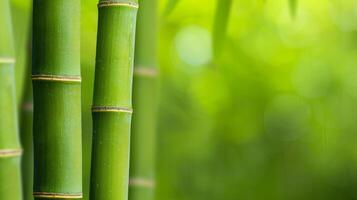 Green Bamboo Stems with Blurred Background of Greenery. photo