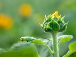 Close Up of a Sunflower Bud with Green Background. photo