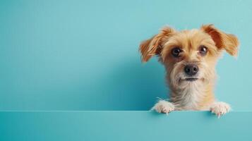 Cute Dog Peeking Over Blue Background With Paws on Edge. photo