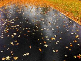 Autumn leaves and trees, nature background photo