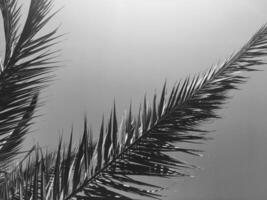 Palm tree leaves and the sky, summertime travel background photo