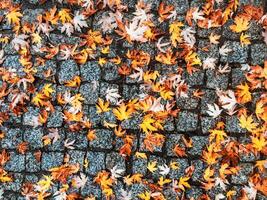 Autumn leaves and trees, nature background photo