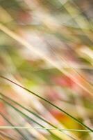 Rustic spring field photo