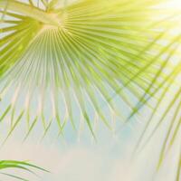 palm leaves in the sunlight - summertime backgrounds and vacations concept photo